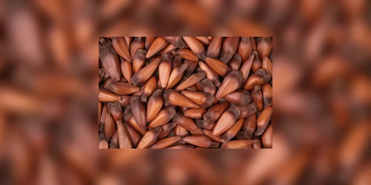 Em Irati homens são flagrados furtando pinhão de uma propriedade