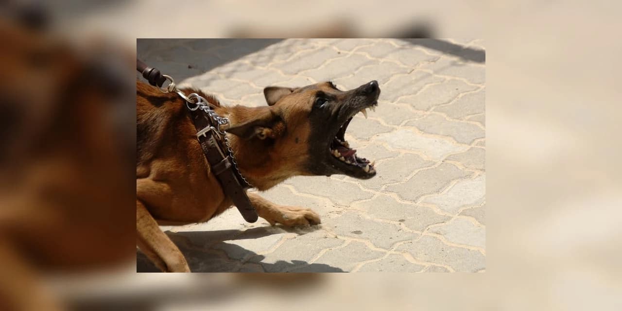 Discussão entre vizinhos, iniciada por uma briga de cães, acabou virando caso de polícia em Ivaí