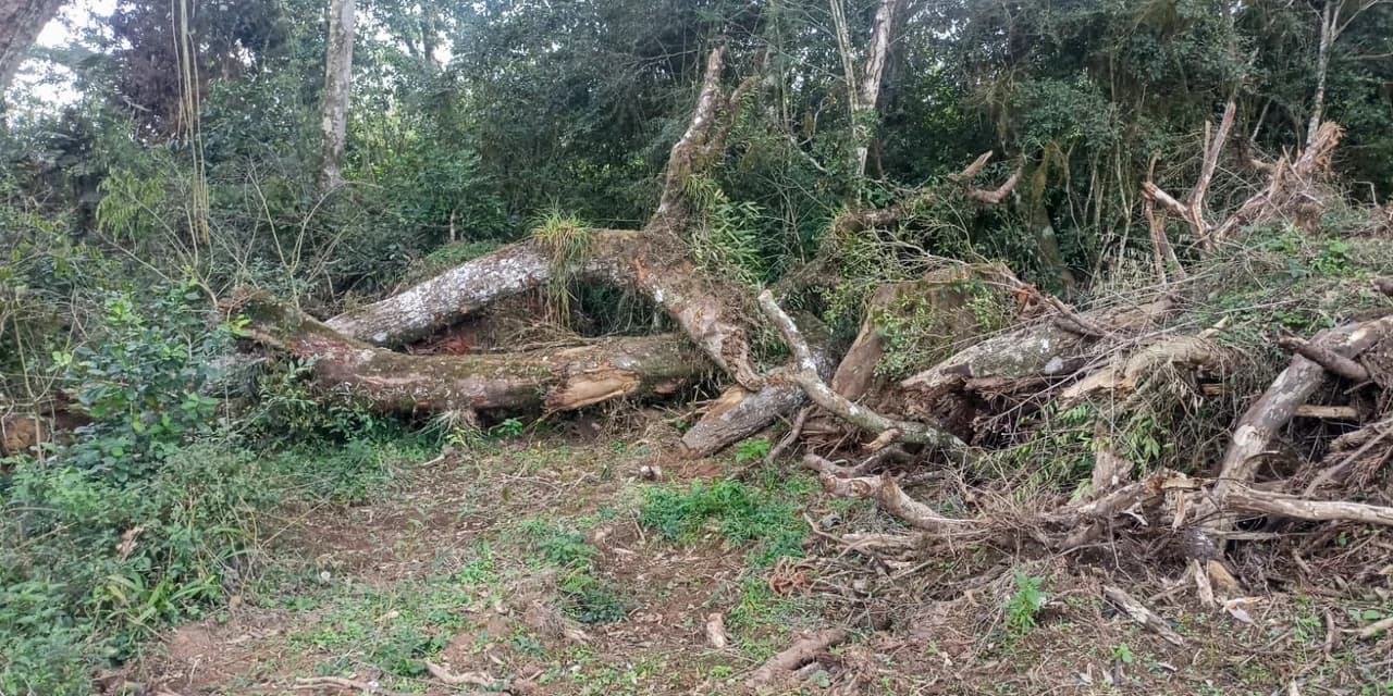 Infrator é autuado em mais de R$ 100 mil por danos ambientais em São Mateus do Sul
