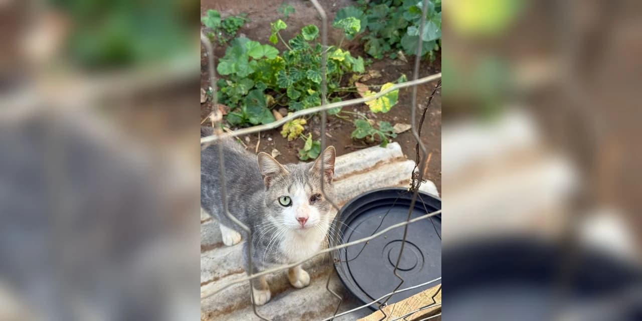 Polícia Civil de Teixeira Soares indicia dois homens pelo crime de maus tratos contra doze animais