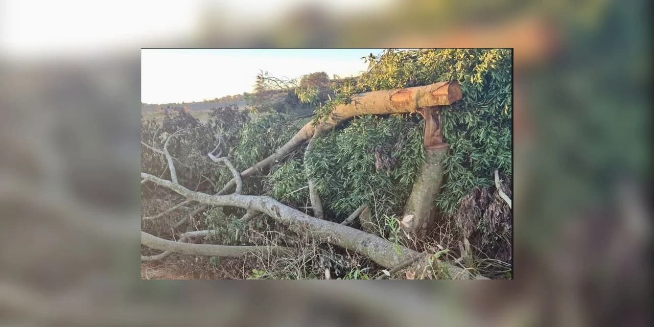 Desmatamento ilegal em Ponta Grossa: 158 árvores nativas derrubadas