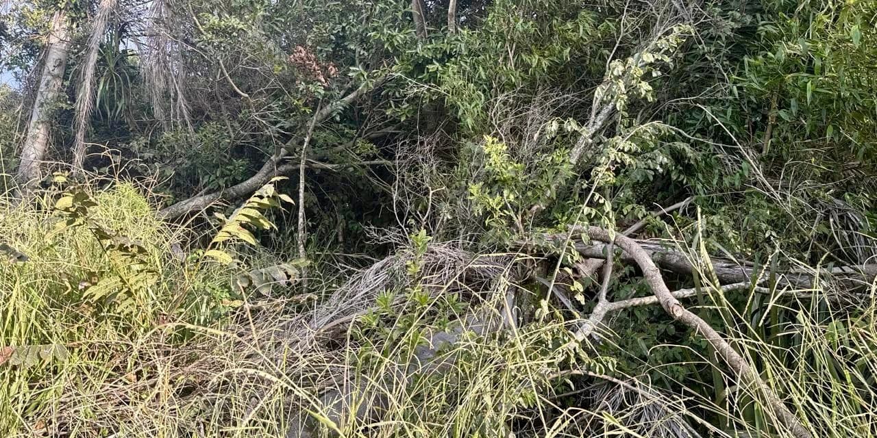 Desmatamento em Santa Maria do Oeste: multa de R$ 104 Mil por danos ambientais
