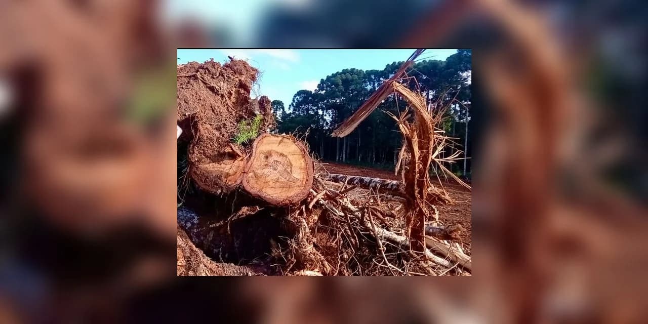 Ação contundente da Polícia Ambiental revelou crimes ambientais graves nos municípios de Imbituva e Campina do Simão