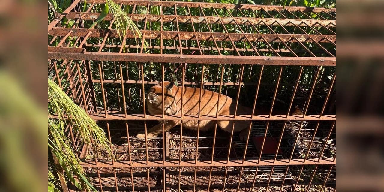 IAT devolve à natureza filhote de onça-parda capturado em propriedade rural do Noroeste