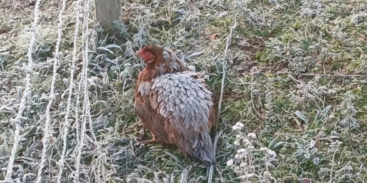 Mãe é mãe! Galinha enfrenta frio de -4,2ºC em São Mateus do Sul para proteger os filhotes