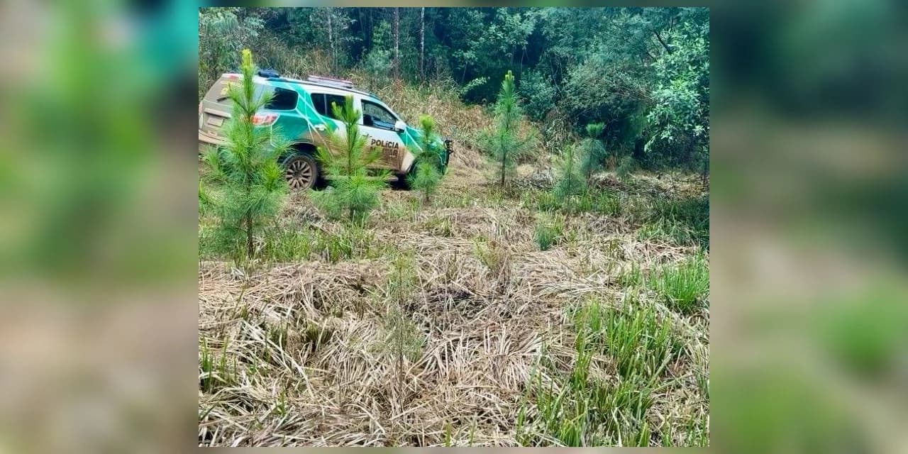 Devastação em Inácio Martins: Polícia Ambiental autua infrator e embarga 14,5 hectares na Serra da Esperança