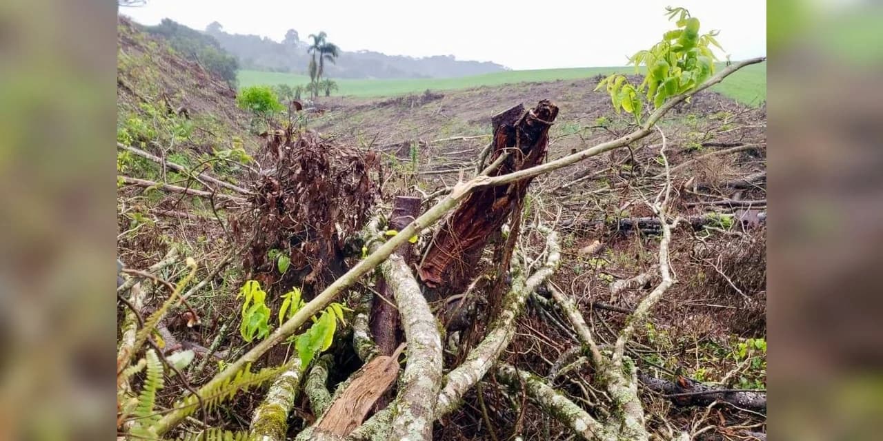 Polícia Ambiental combate crime ambiental em Castro: Destruição de vegetação nativa e multa de R$ 114 mil