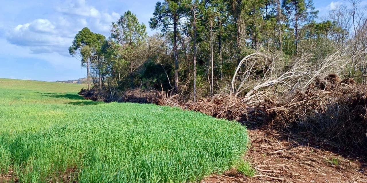 Polícia ambiental identifica desmatamento ilegal em Laranjeiras do Sul