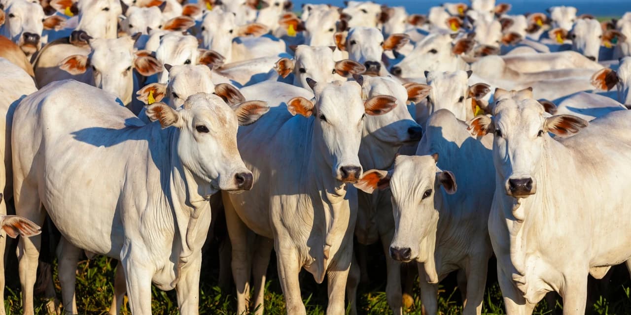 Aproximadamente 30 cabeças de gado foram furtadas de uma propriedade em Pitanga