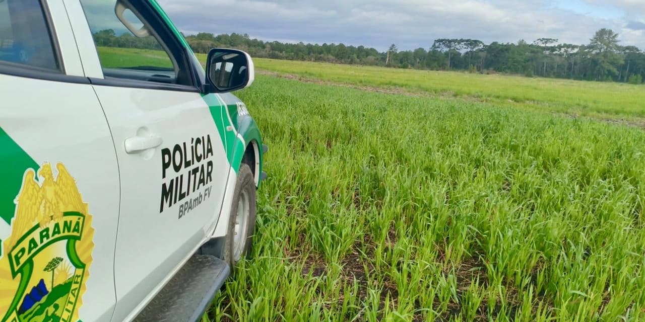 Desmatamento ilegal em Antônio Olinto resulta em multa de R$ 157 mil