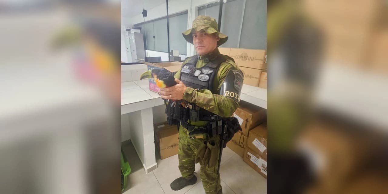 Polícia Ambiental resgata tucano-do-bico-verde em Santa Maria do Oeste