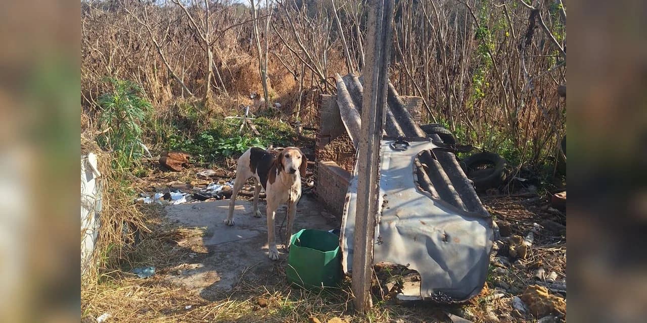 PCPR resgata 11 cachorros vítimas de maus-tratos em Piraí do Sul