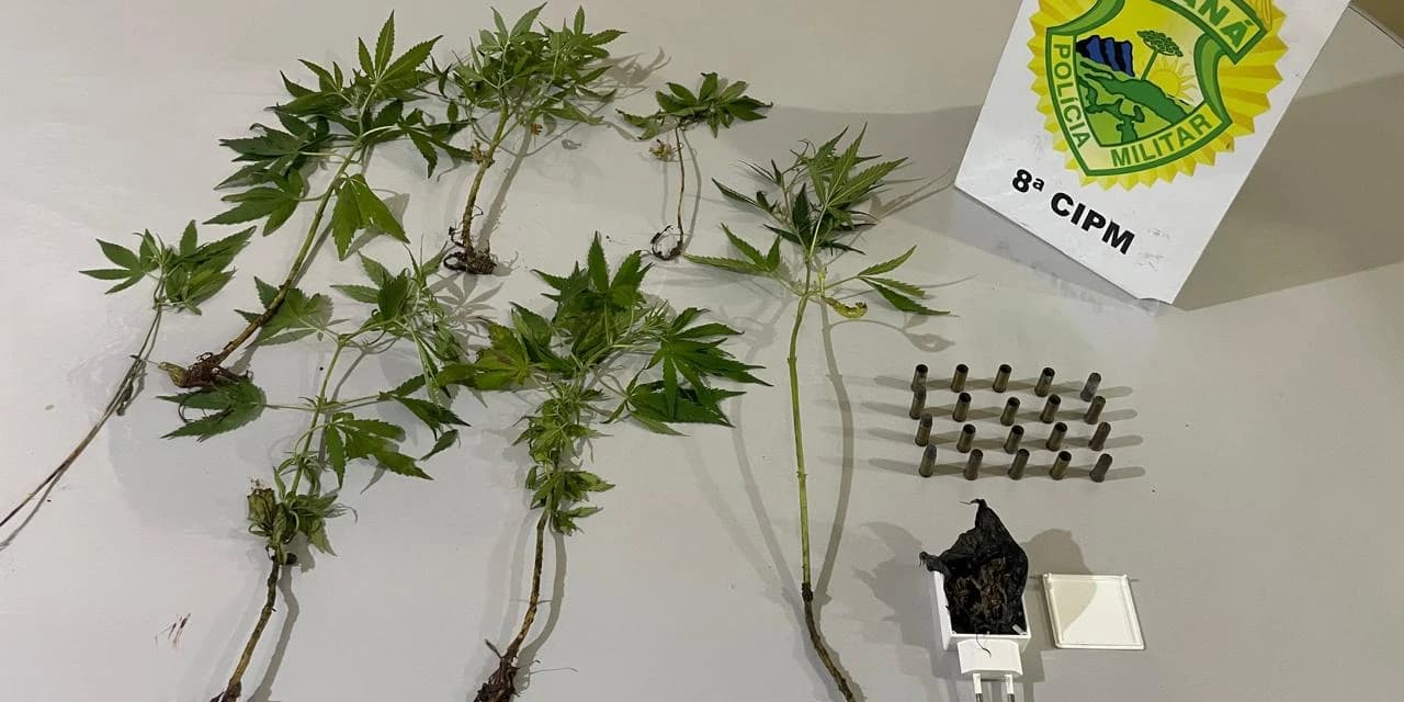 Em Ivaí polícia localiza munições e apreende sete pés de cannabis sativa