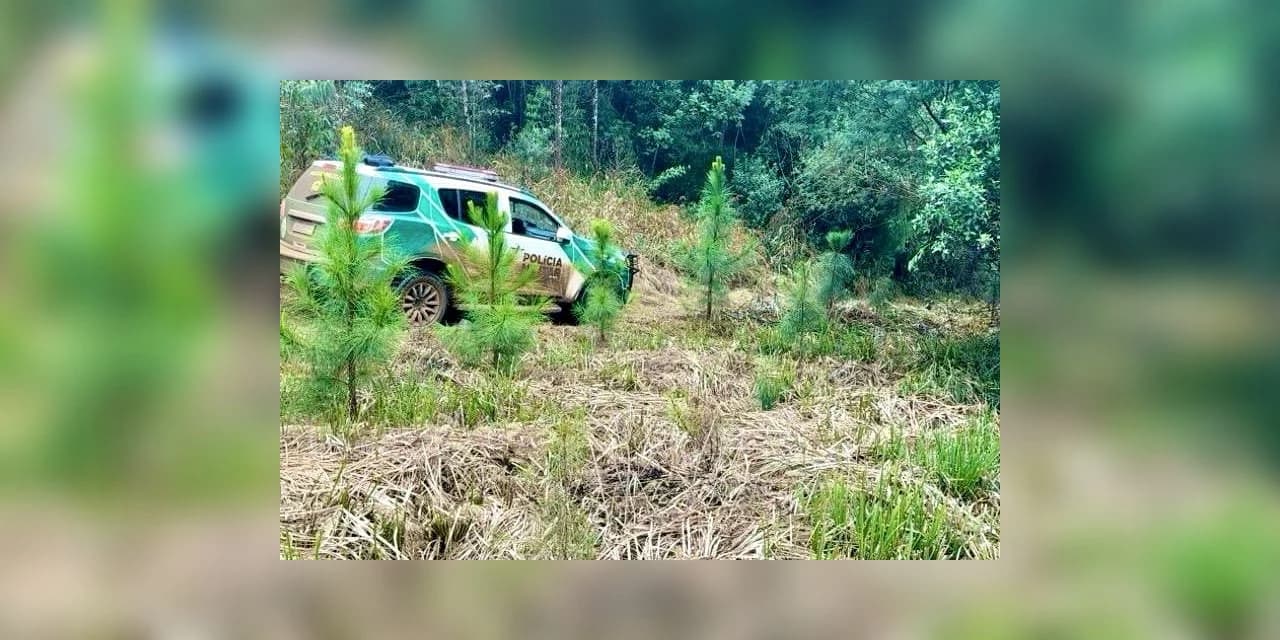 Operação Mata Atlântica em Pé: PMPR aplica mais de R$ 19 milhões em multas
