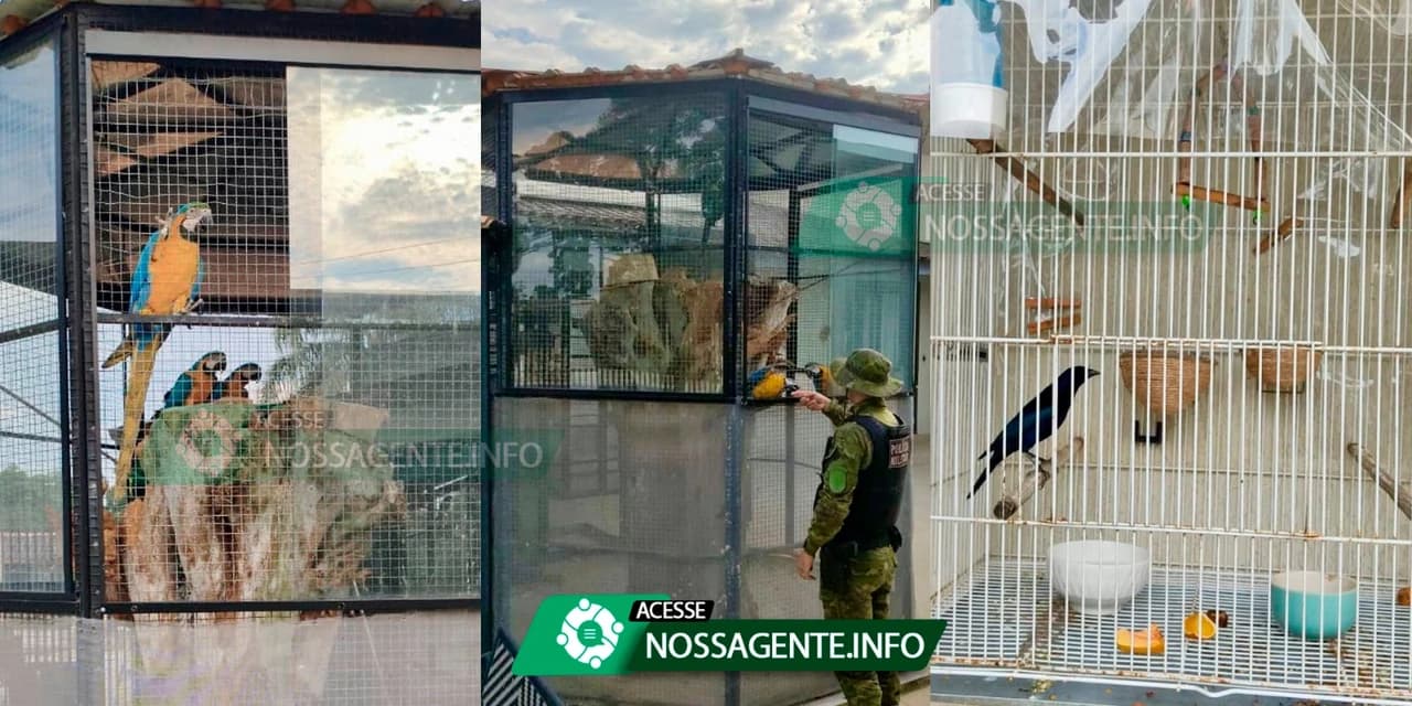 Polícia Ambiental apreende araras e pássaro preto em cativeiro irregular em Carambeí
