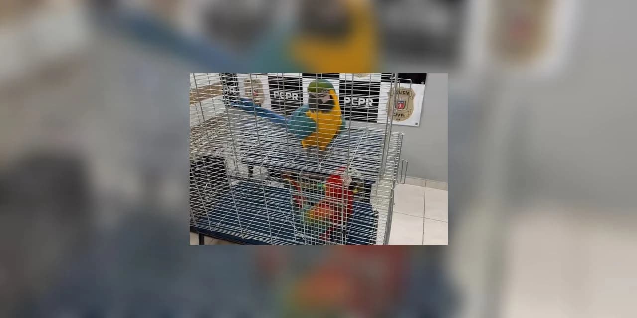 PCPR, PMPR e IAT prendem mulher por tráfico de animais em Guarapuava