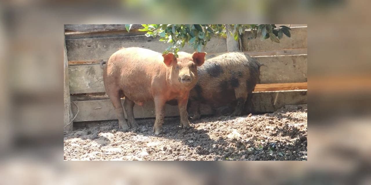 Ladrão furta porco de propriedade em Aterrado Alto interior de Ivaí