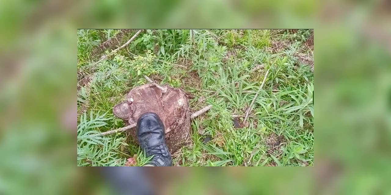 Polícia ambiental flagra corte de 139 pinheiros em Irati