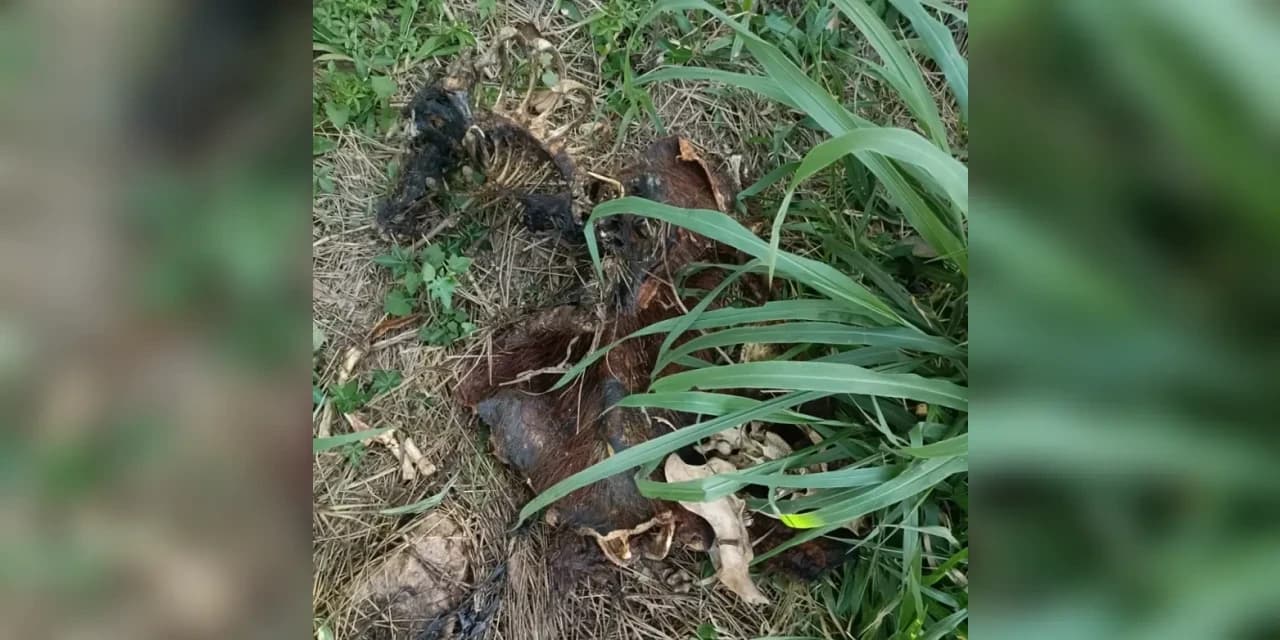Polícia civil investiga morte de capirava encontrada nas proximidades do lago de Olarias em Ponta Grossa