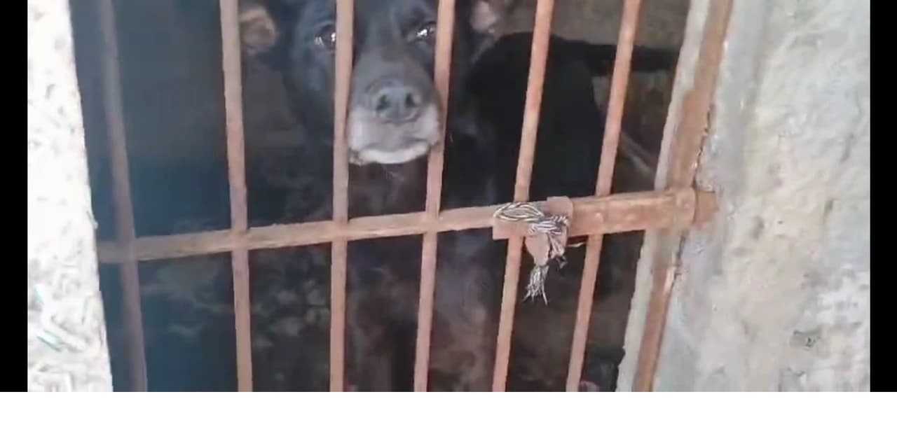 Polícia civil resgata 7 cães em situação de maus-tratos e indicia tutora em Ponta Grossa