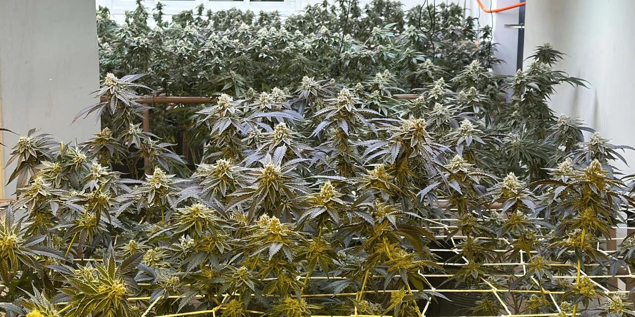 PMPR apreende 350 pés de maconha em estufa clandestina em Curitiba
