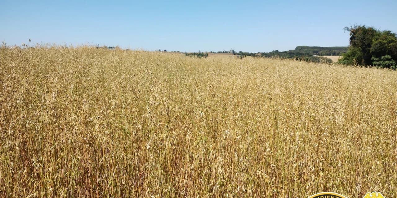 Polícia Ambiental flagra plantio irregular em área embargada em Tibagi; proprietária é multada em R$ 330 mil