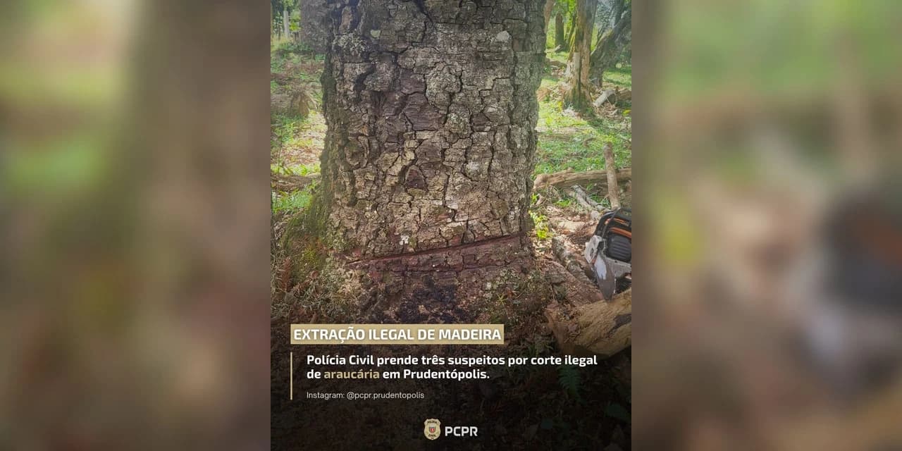 Polícia civil de Prudentópolis prende três homens por corte ilegal de araucária na Linha Ronda