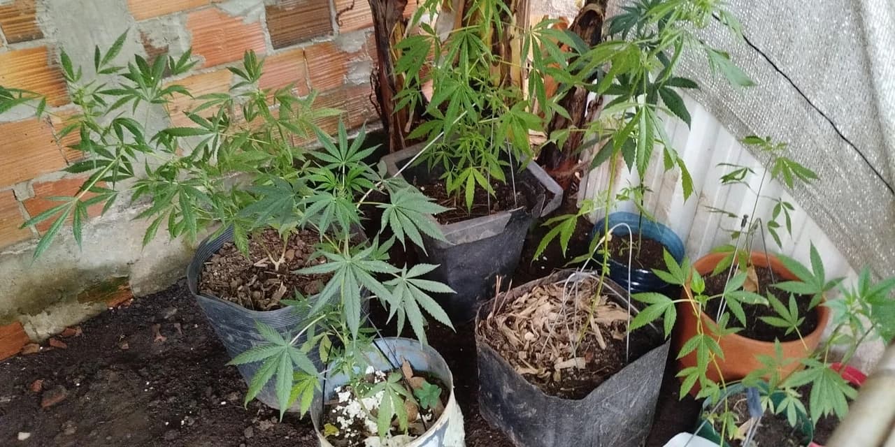 Polícia encontra plantação de maconha na Vila Santana em Prudentópolis