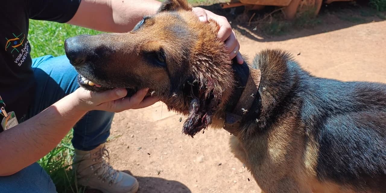 Polícia Civil de Ipiranga prende homem em flagrante por maus-tratos a animais