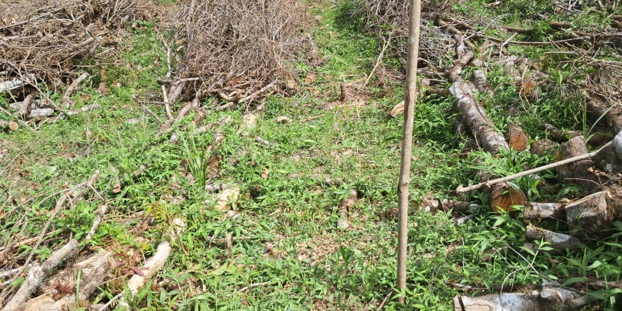 Em Inácio Martins polícia ambiental identifica corte irregular de vegetação nativa e aplica multa de R$ 42 mil