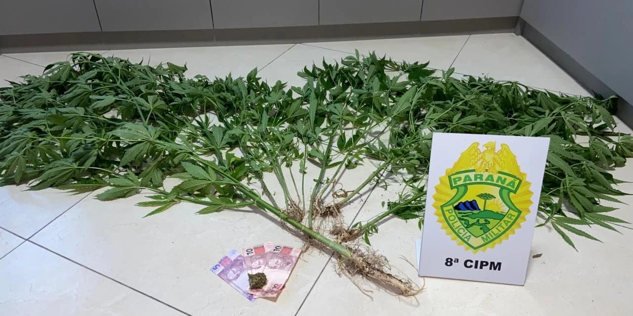 Em Irati polícia militar apreende 10 pés de maconha cultivados em uma residência