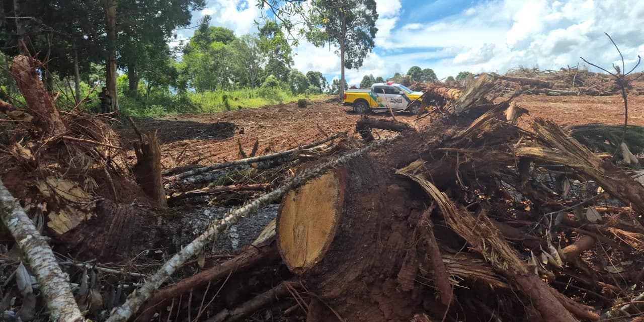 Em Guamiranga policiais ambientais flagram o corte de 425 araucárias e aplicam multa de quase R$300 mil