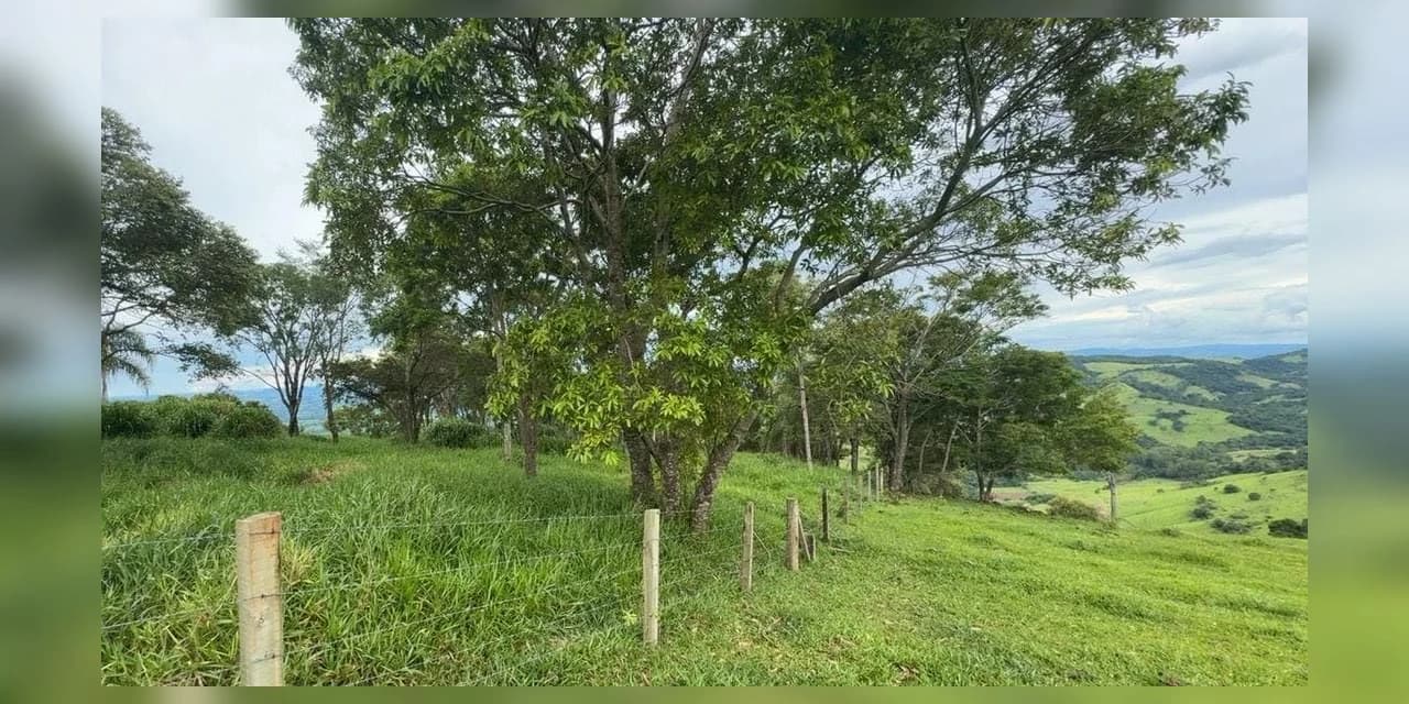 Em Cândido de Abreu policiais ambientais flagram o corte de árvores em área de preservação permanente
