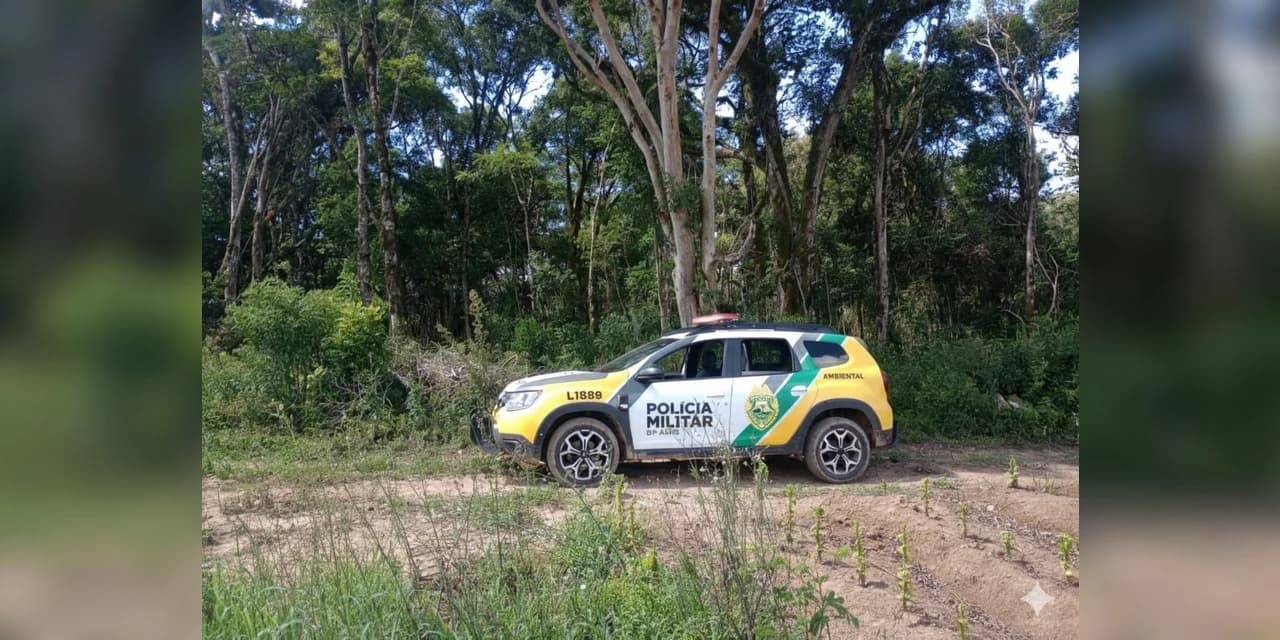 Em Fernandes Pinheiro policia ambiental atende denúncia de desmatamento