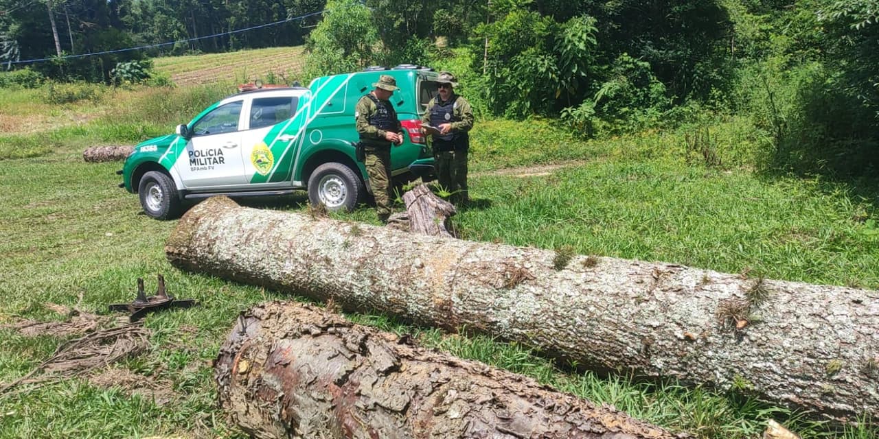 Em Antonio Olinto polícia ambiental flagrou o corte de araucárias