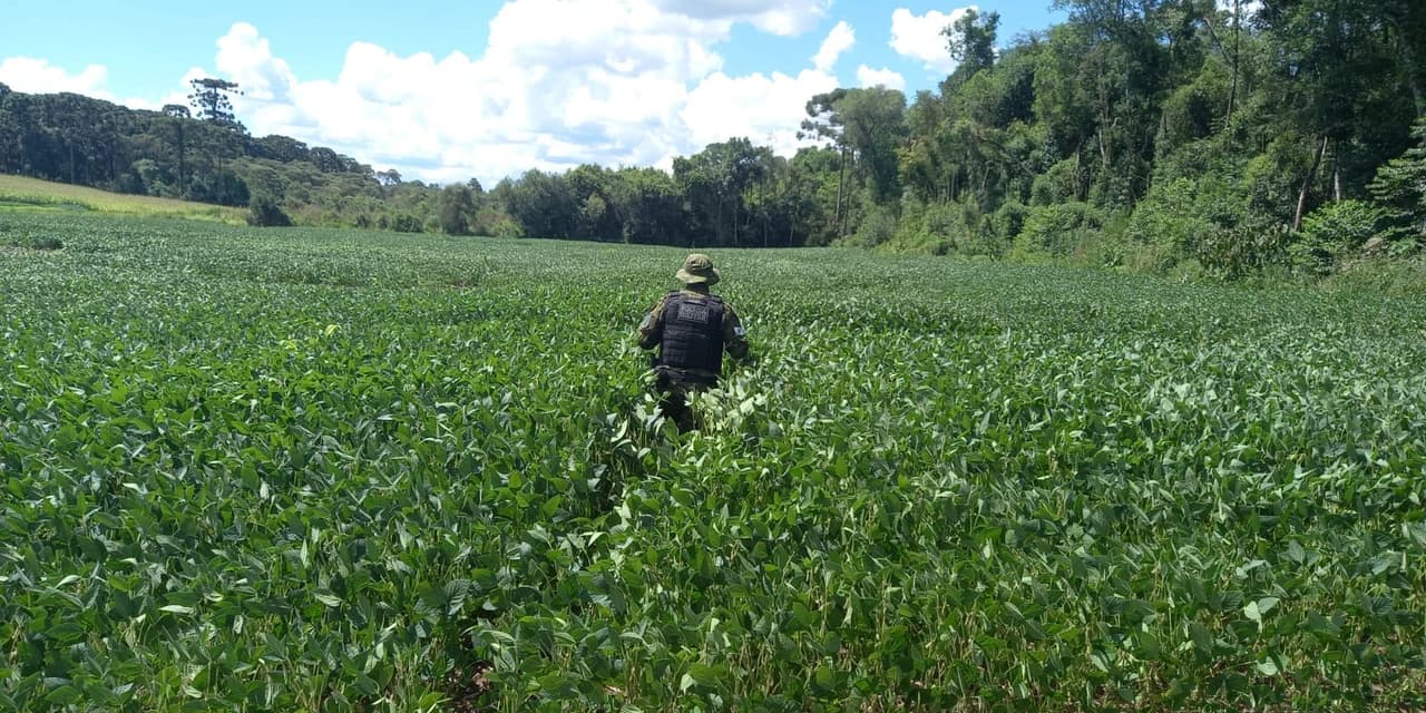 Proprietário é autuado pela segunda vez por crime ambiental no interior de Prudentópolis