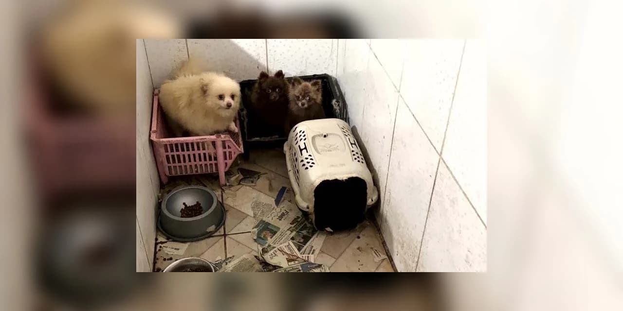 Operação resgata 50 cães da raça spitz alemão em situação de maus-tratos em Piraquara
