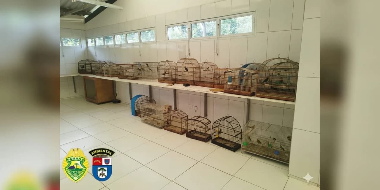 Polícia Militar Ambiental prende homem por manter 41 pássaros nativos em cativeiro ilegal