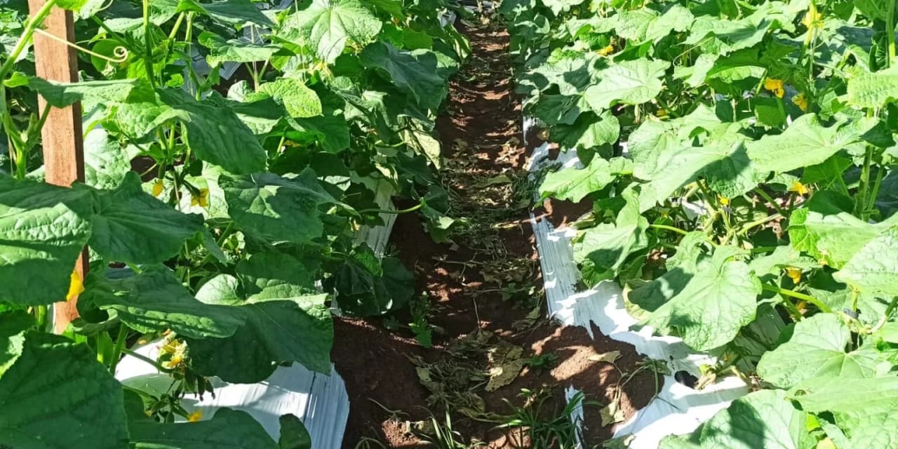 Produção de pepino fortalece a agricultura familiar em Prudentópolis
