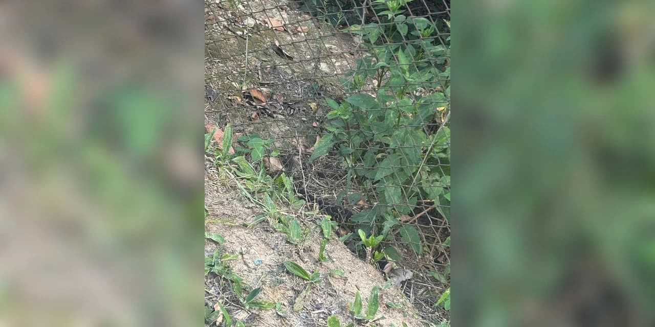 Polícia ambiental realiza captura de cobra da espécie "Cascavel" em pátio de escola em Ponta Grossa