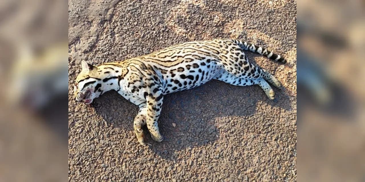 Duas jaguatiricas são encontradas mortas em rodovia de Teixeira Soares