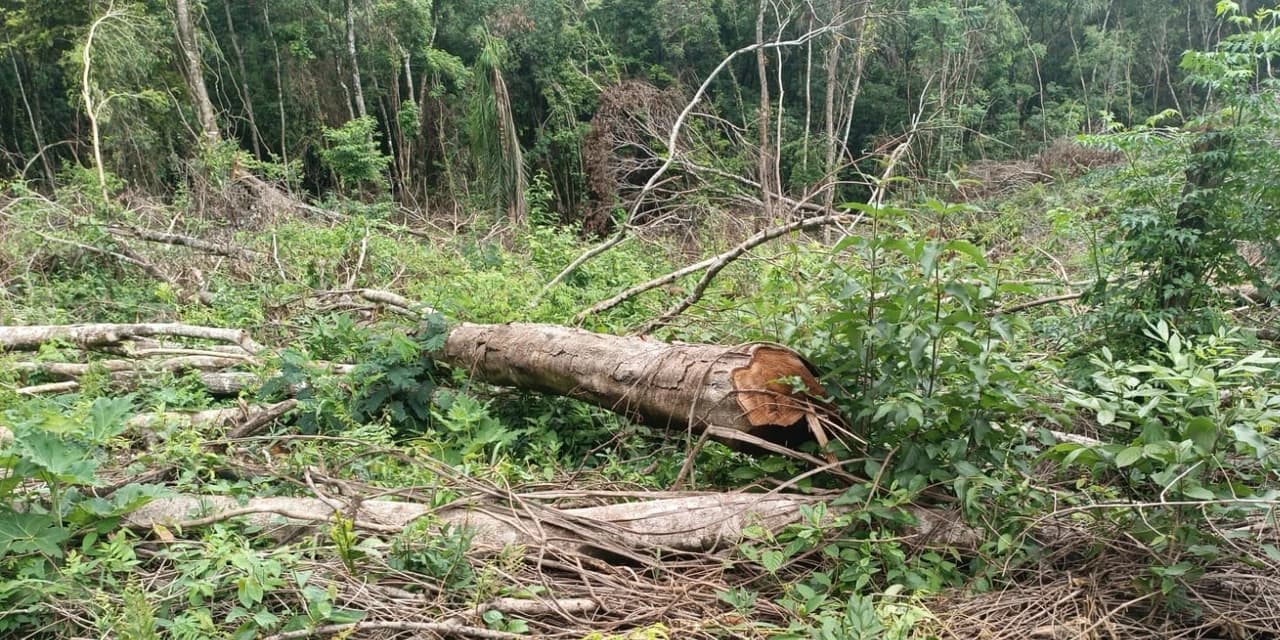 Polícia Militar Ambiental registra dois crimes ambientais contra a flora na região da 4ª Companhia