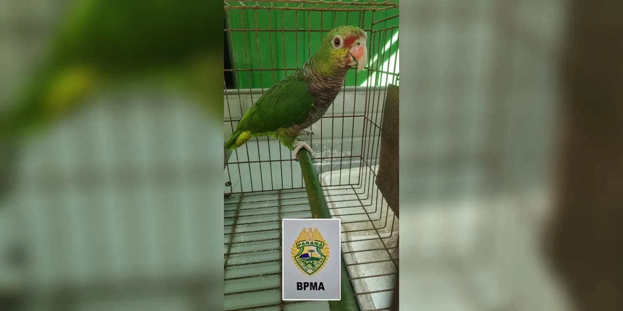 Homem mantinha animal silvestre em cativeiro de forma irregular
