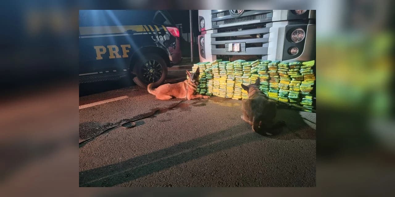 PRF apreende quase meia tonelada de drogas com apoio de cães farejadores no Paraná