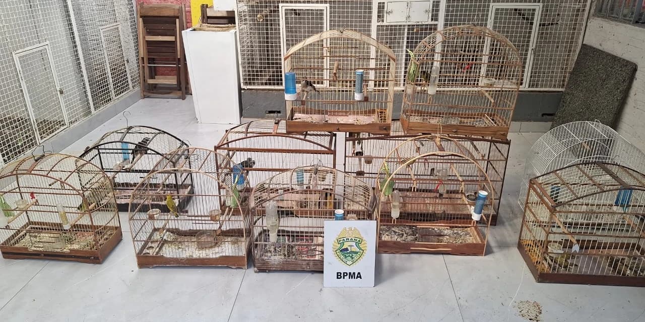 Polícia ambiental identifica adulteração de anilhas e apreende aves silvestres em Guarapuava