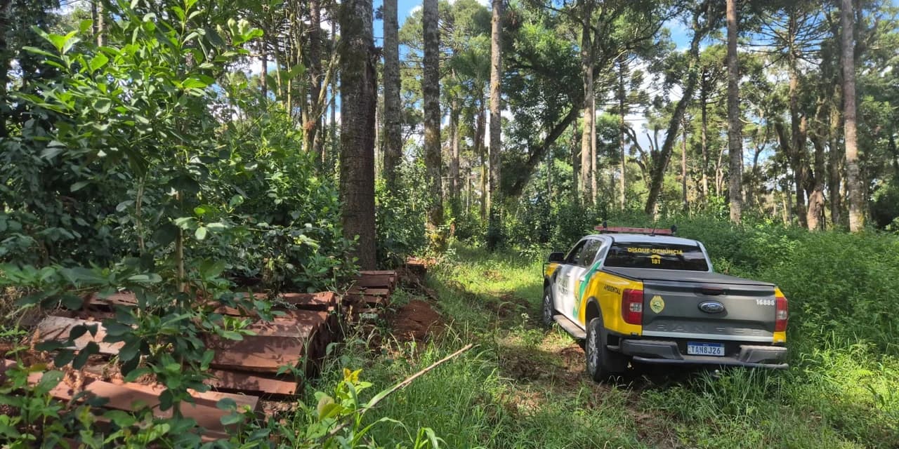 Polícia Ambiental autua responsável por desmate e depósito irregular de imbuia em Fernandes Pinheiro