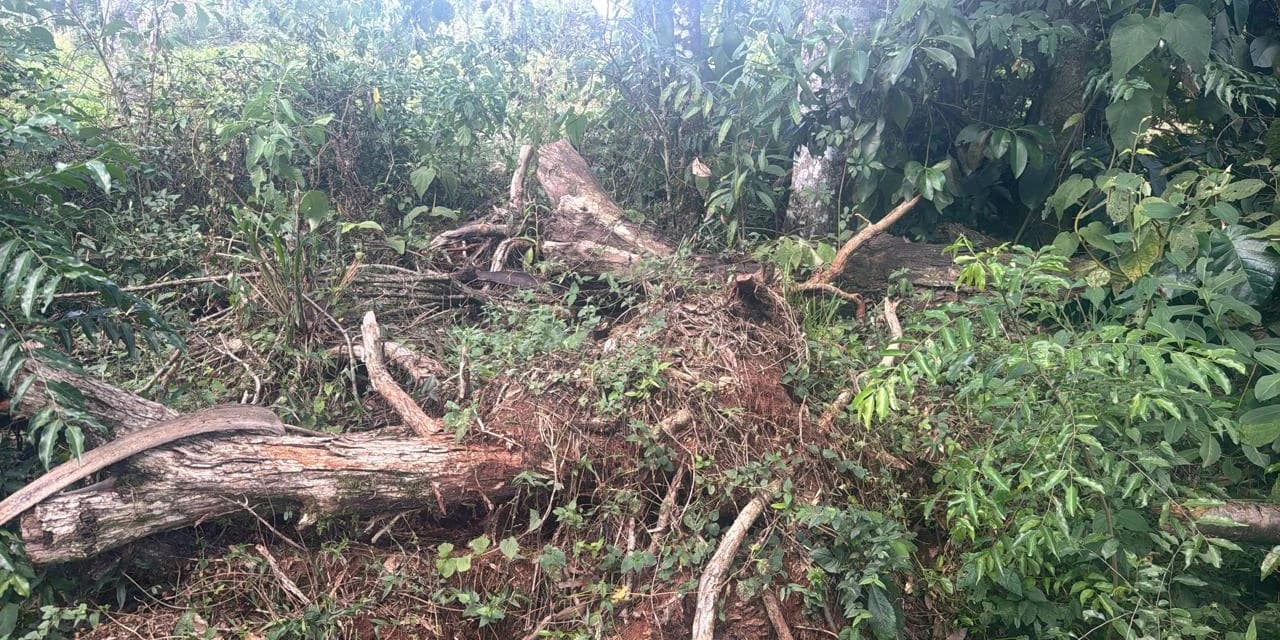Polícia Ambiental autua proprietário por desmatamento de 15,65 hectares de vegetação nativa em Turvo