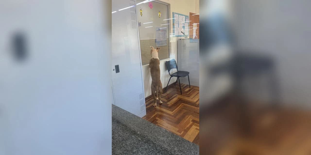 Polícia civil identifica e responsabiliza tutor de pitbull que invadiu escola e causou susto em Ponta Grossa