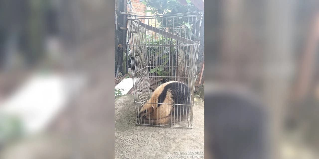 Polícia ambiental realiza captura de tamanduá-mirim em área urbana de Guarapuava