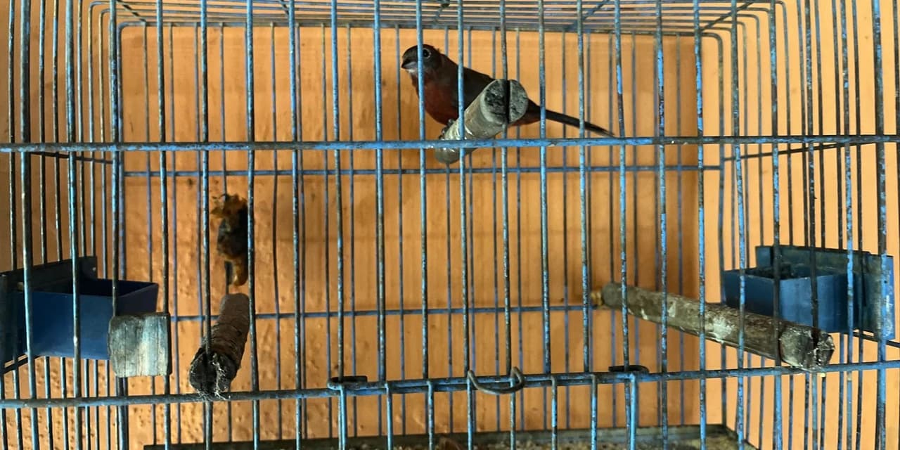 Polícia Militar Ambiental apreende 11 aves silvestres mantidas em cativeiro ilegalmente em Imbituva